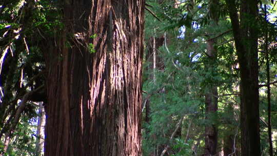 红木树的倾斜拍摄