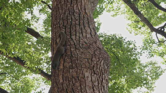 西湖边树上等待投喂的小松鼠