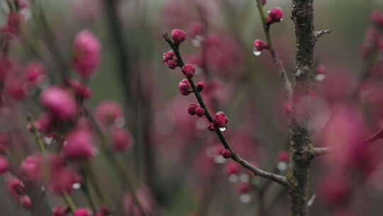 雨中盛开的梅花微距镜头特写