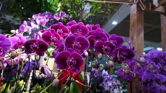 花卉市场多彩盆栽花卉