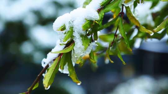 冬天唯美雪景绿叶红花上的雪