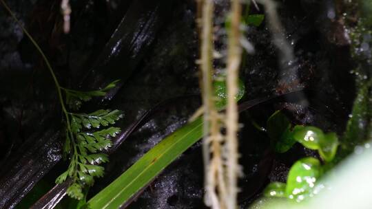 【镜头合集】雨林缸造景热带植物观赏