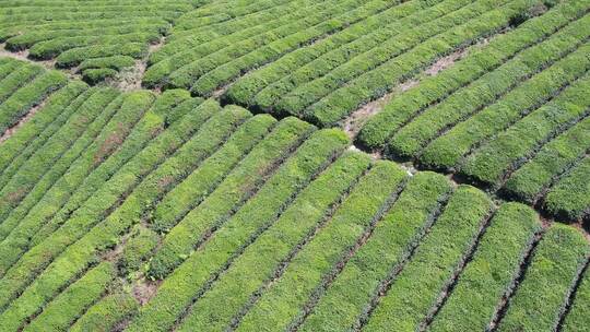 茶茶园茶山风光