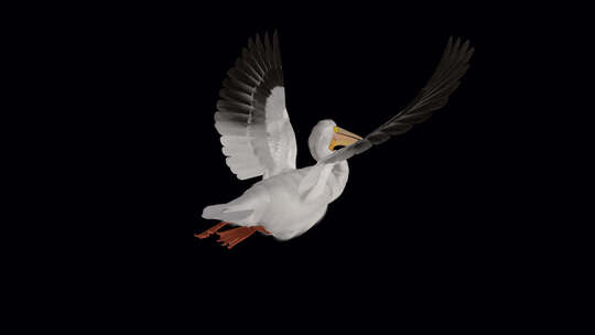 北美白鹈鹕鸟-飞行环-后角视图CU-Al视频素材模板下载
