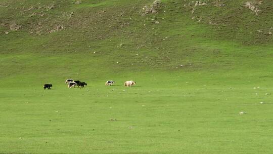 穿过绿色山谷的牛群