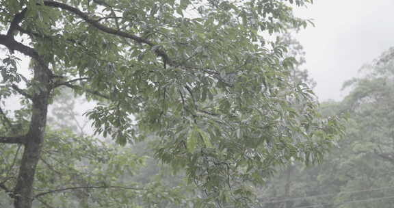 云南红河蝴蝶谷热带雨林