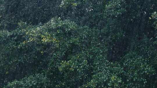 森林下雨雨季谷雨下雨天雨水