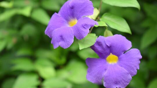 紫罗兰花盛开的特写镜头