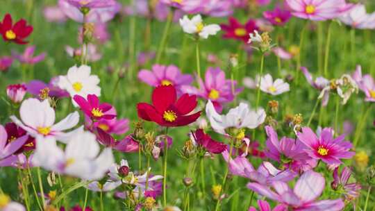 格桑花 春暖花开