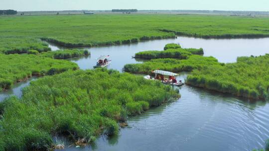 查干湖夏季湿地游船穿行芦苇间视频素材模板下载