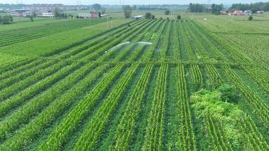 喷灌现代化种植高标准农田滴灌玉米抗旱灌溉