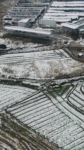 冬天农田雪景竖屏航拍