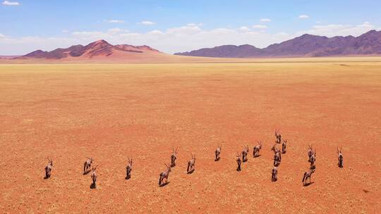 非洲草原上的一群大羚羊的航空拍摄