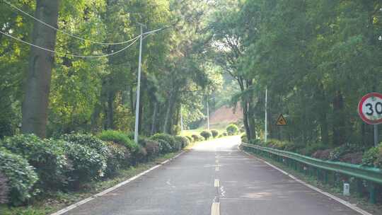 开车行驶林荫小道汽车公路道路驾驶第一视角