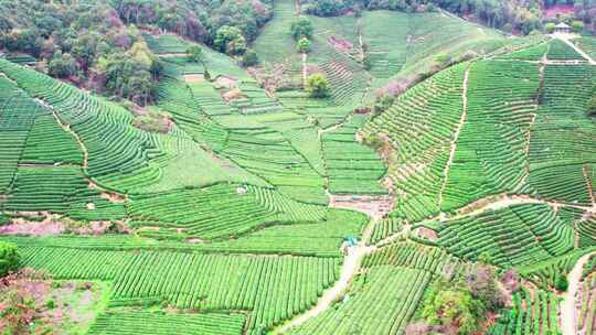 杭州龙坞西湖龙井茶园风景航拍