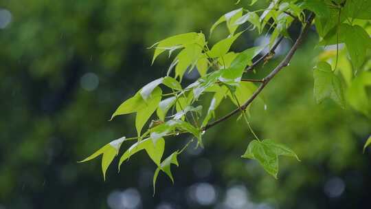 小雨/枫叶绿叶雨水/春雨/春分/惊蛰/谷雨