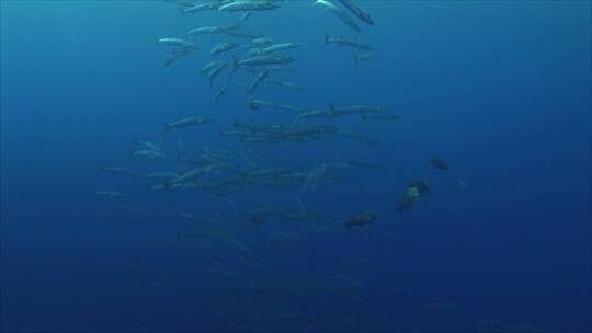 海底成群的梭鱼