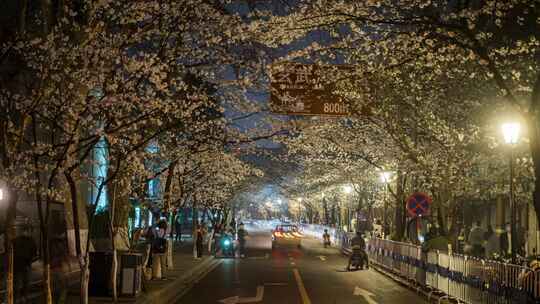 南京鸡鸣寺樱花夜景延时