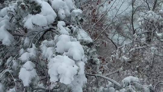 树枝上的大雪