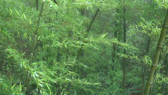 下雨天茂密的竹林枝叶繁茂生机勃勃的景象
