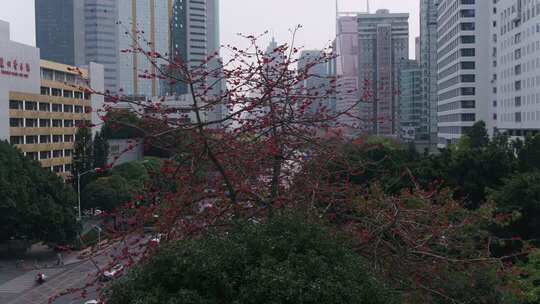 城市中盛开的木棉花与高楼景观