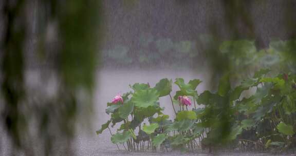 杭州西湖雨中荷花视频