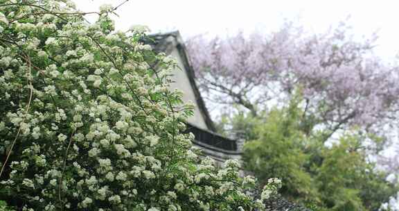 江南春天盛开的木香花特写