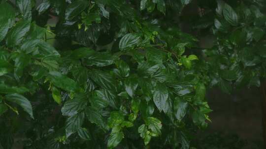 绿叶植物雨水下雨特写