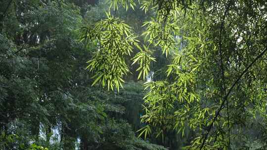 竹林视频素材竹子背景绿色竹叶太阳光斑竹林