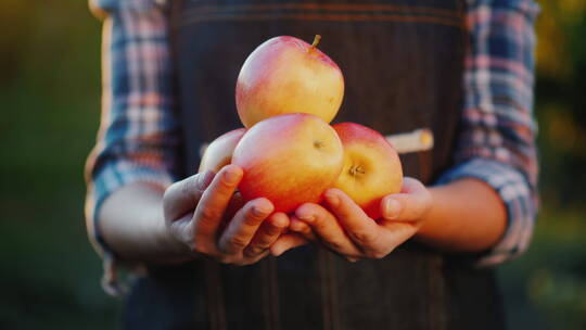 农民双手捧着几个新鲜的苹果