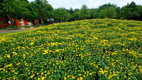 公园花坛园艺 菊花 花园