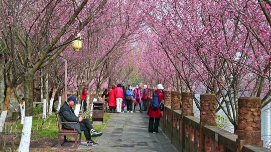 四川成都望江楼春天樱花园林风景高视角航拍