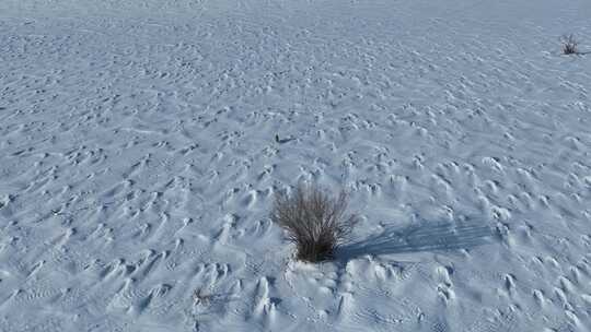 冬季大兴安岭山谷原野雪地上的狐狸