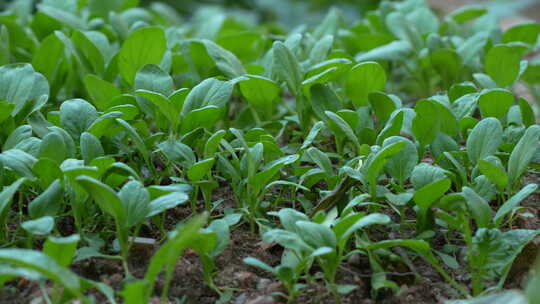 菜地里蔬菜种植实拍