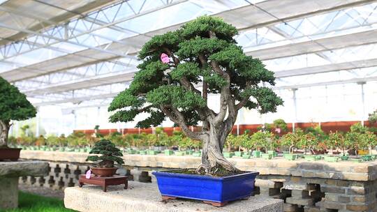 山东济南，绿植、盆景、多肉植物、花卉基地