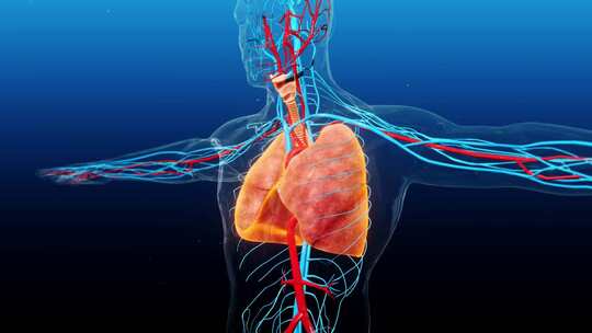 人体手部血管解剖医学3d动画