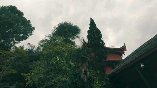 寺院里的树和建筑