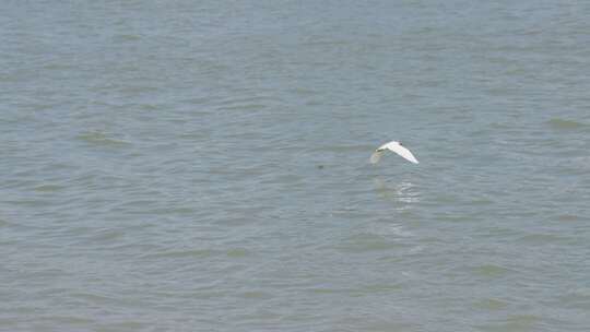 候鸟白鹭在海面上飞翔