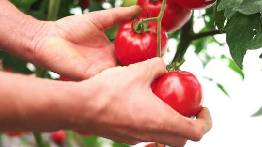 手摘小西红柿