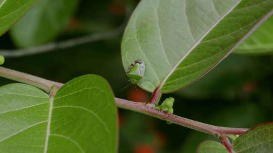 西双版纳热带雨林绿盾虫