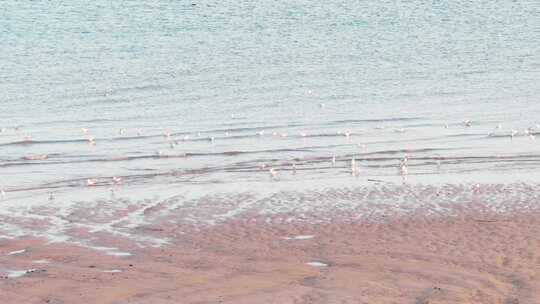 海边沙滩海浪海岸宽广海鸥