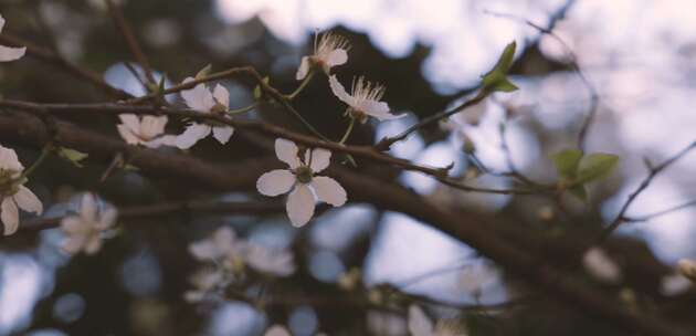 樱花树