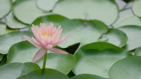 夏天池塘莲花自然空境