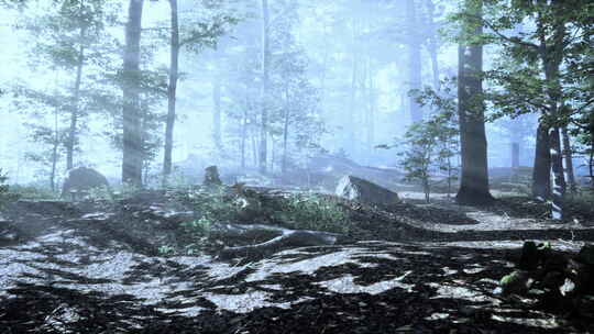 童话雾森林中的阳光