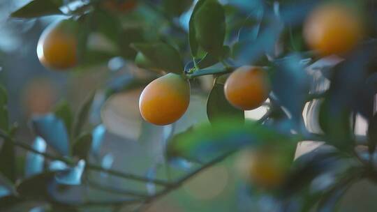 脆蜜金桔视频广西柳州脆蜜金桔果实逆光