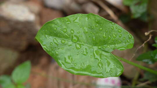 雨后叶子上的水珠实拍