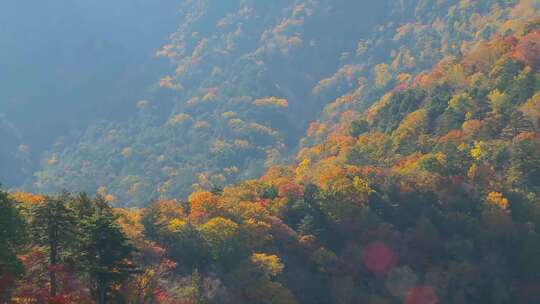 秋天风景枫叶红枫枫树