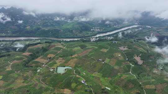 航拍广西绿色水果金桔种植基地