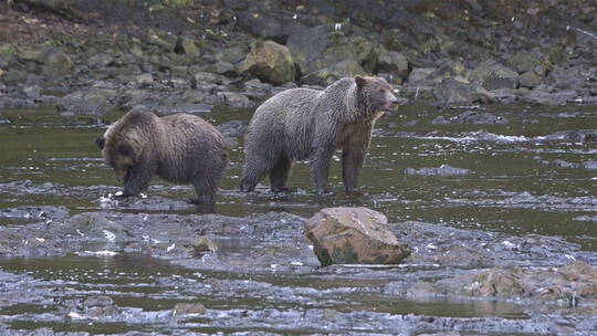  灰熊在河里捕捉鲑鱼