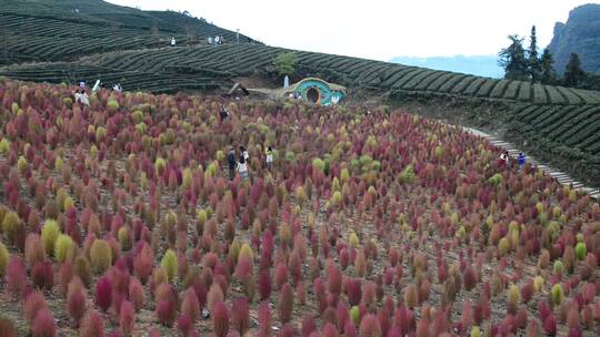 浪漫的乡村振兴植物植被地肤草